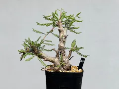 2025年最新】ボスウェリア ネグレクタの人気アイテム - メルカリ