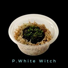 【レア！】胞子培養株| P.White Witch | 前葉体・胞子体