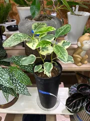 fukuchan　　　フランスゴム斑入り　綺麗ですよー フィカス ルビキノーサ 斑入り フランスゴムの木 | GREEN LUCK