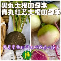 黒丸大根のタネと青丸紅芯大根のタネ　各40粒　無農薬無科学肥料栽培のタネ