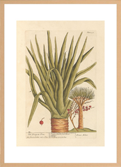 世界の名画 100年前 アートポスター ボタニカル 植物 果物 ハーブ ヴォイニッチ手稿 絵画 おしゃれ レトロ ポップ インテリア フレームなし （A3サイズ）（ポスターのみ）
