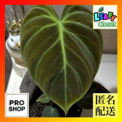 逞しい葉脈‼️】アロカシア リーガルシールド リーガルシールズ 希少