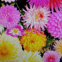 ３色ダリアの球根（植え時、７本）