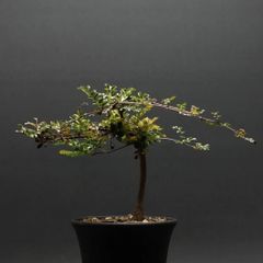 "Operculicarya decaryi" オペルクリカリア デカリー 管理2287