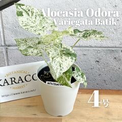 PQyTc58m8XEqPVLuo2xaUn.png@jpg