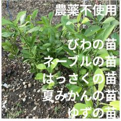 【農薬不使用】びわの苗 ネーブルオレンジの苗 はっさくの苗 ゆずの苗 夏みかんの苗 抜き苗