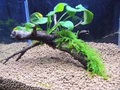 354．流木付き水草 アヌビアスナナ 南米ウィローモス