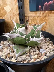 人気作家鉢　陶器鉢　ブランド鉢　徒長ネームド株アガベ付き 楽天市場】陶器鉢 植木鉢 4号ショートタイプ 筒型 黒 ブラック
