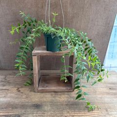 ★ホヤ ベラ ③ Hoya lanceolata ssp. bella サクララン 桜蘭 セブンスター 観葉植物 観葉 植物 珍奇植物 珍奇 珍しい レア 希少 つる性植物 つる性 吊るす 吊り下げ ハンギング インテリア プレゼント グリーン アートプランツ