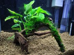 385．流木付き水草 アヌビアスナナ 南米ウィローモス