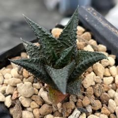 Haworthia limifolia v.striata Alonso CG1035 ハオルチア　リミフォリア　ストリアータ　アロンソ