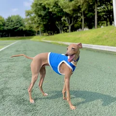 専用油絵イタリアングレーハウンドの美しいMickeyちゃんと小花