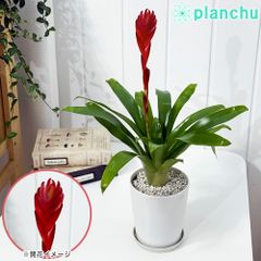PLANCHU 観葉植物 フリーセア ポエルマニー 4号鉢 受け皿付き 育て方説明書付き Vriesea Poelmanii Group オオインコアナナス ブロメリア タンクブロメリア