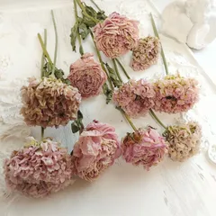 2025年最新】ラナンキュラス ハーマイオニーの人気アイテム - メルカリ