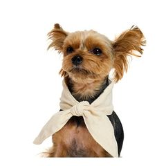 Item thumbnail for item 695efa8b-1533-4472-af08-e93a314ef59a