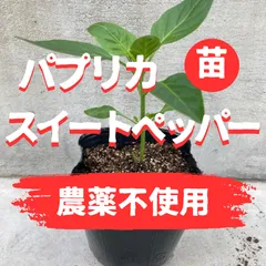 スイートペッパーの苗3株　赤パプリカ【F1種】農薬不使用のサムネイル