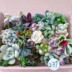 多肉73　バニラココ　札付き　ポットごとメルカリ便 多肉73 バニラココ 札付き ポットごとメルカリ便 多肉73