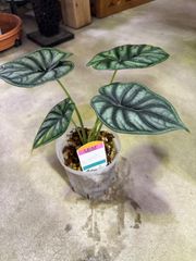 アロカシア・ドラゴンスケール　４号　ネガミエル　インテリア　グリーン　観葉植物　かっこいい