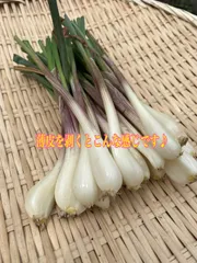 徳島産 無農薬 島らっきょう 600gのサムネイル