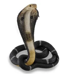 爬虫類 キングコブラ（プレデタースネーク）フィギュア 彫像/ コレクション 趣味 パブ 動物園 記念品 プレゼント贈り物 (輸入品）