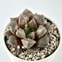 【多肉植物】ハオルチア・オブチョコ　Haworthia 'Obuchoco'