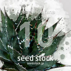 D*N様 2024アガベ　モンタナ Agave montana 極美株 2株同梱 2024アガベ モンタナ Agave montana 極美株 2株同梱 - メルカリ