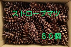 ストローブマツ(80個) 松ぼっくり 自然 工作 リース素材 送料無料