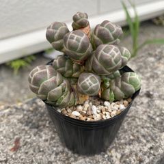 mmsb様専用＊多肉植物 クラッスラ 玉椿