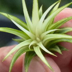 夜温10℃以下の低温で白斑鮮明＊ ホワイト率多め綺麗＊ ミニ極上＊ チランジア イオナンタ アルボマルギナータ(アルボマージナータ) Tillandsia ionantha Albomarginata＊エアプランツ＠フラワーショップ江口