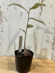 【レア植物】⑥ サキシマスオウノキ 3号ポット