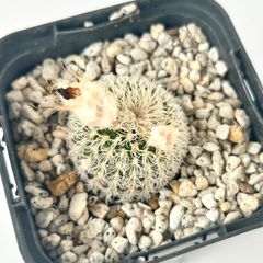 【多肉植物】サボテン・フライレア・デンシスピナ　Freilea densispina