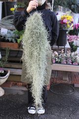 超超特大サイズのスパニッシュモス（XXXL）　　チランジア　エアプランツ　ウスネオイデス　スワッグ　多肉植物