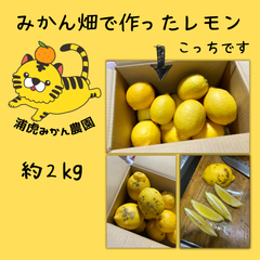 【農家直送】自家農園のみかん畑で作ったきれいめレモン　2キロ