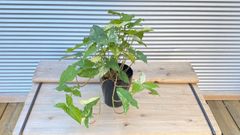 【観葉植物】シンゴニウム　フレンチマーブル　6号鉢