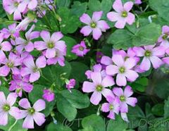 根付き♪オギザリス、ムラサキカタバミ苗♪ピンクのお花♪球根グランド
