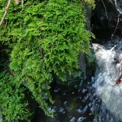 2026年最新】盆栽流木の人気アイテム - メルカリ