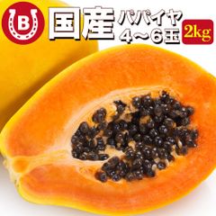 国産 パパイヤ 約2kg 4～6玉 サンライズソロ とろける甘さ 国産 パパイヤ 大玉 国産パパイヤ パパイア トロピカルフルーツ フルーツ パパイヤ