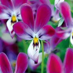 【花の種】ビオラ　バニーイヤーズ　20粒　変わり咲き　珍しいのサムネイル