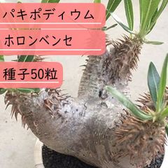 【種子】パキポディウム・ホロンベンセ   種子50粒【送料無料】