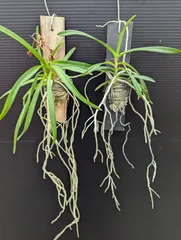 ヒ*イ様 特選 洋蘭 バンダ 3種3株 ハンギング 特選】 洋蘭