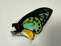 蝶の標本★希少!!コロンバンガラ島産アオメガネ♂
