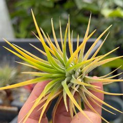 黄色に染まる＊特大＊チランジア イオナンタ ドルイド ルブラ フォーム Tillandsia ionantha Druid Rubra Form＊エアプランツ＠フラワーショップ江口