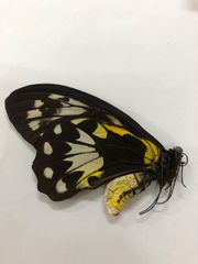 蝶の標本★マライタ島産ビクトリアトリバネアゲハ♀No.3