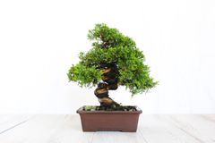 真柏　小品盆栽　しんぱく