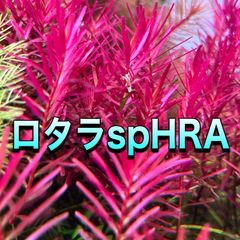 ロタラspHRA水上葉　20本