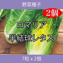 野菜種子 TVA07 ロマリア半結球レタス 7粒 x 2個