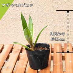 【抜き苗】アガベ・ベネズエラ 約13cm 観葉植物 初心者向け ガーデニング 南国 ☆2-8