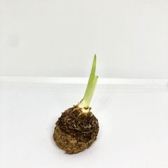 カラー　球根　1個