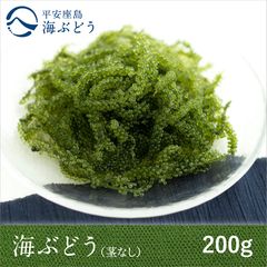 沖縄県産 【発送日収穫・送料無料】海ぶどう900グラム（3～4人前目安
