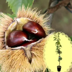 2022年発芽の栗の苗木10本/大粒/幼木/植木/庭木/盆栽/筑波/利平/銀寄 栗の苗木1本/2023年発芽/大粒の栗/幼木/植木/庭木/盆栽